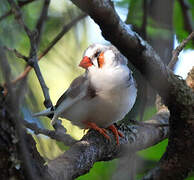 Zebra Finch