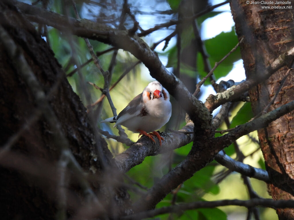 Sunda Zebra Finch