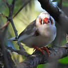 Diamant mandarin