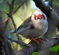 Sunda Zebra Finch