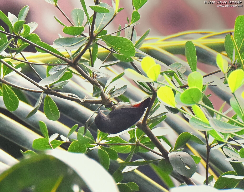 Scarlet-backed Flowerpecker female, Reproduction-nesting