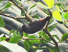 Scarlet-backed Flowerpecker