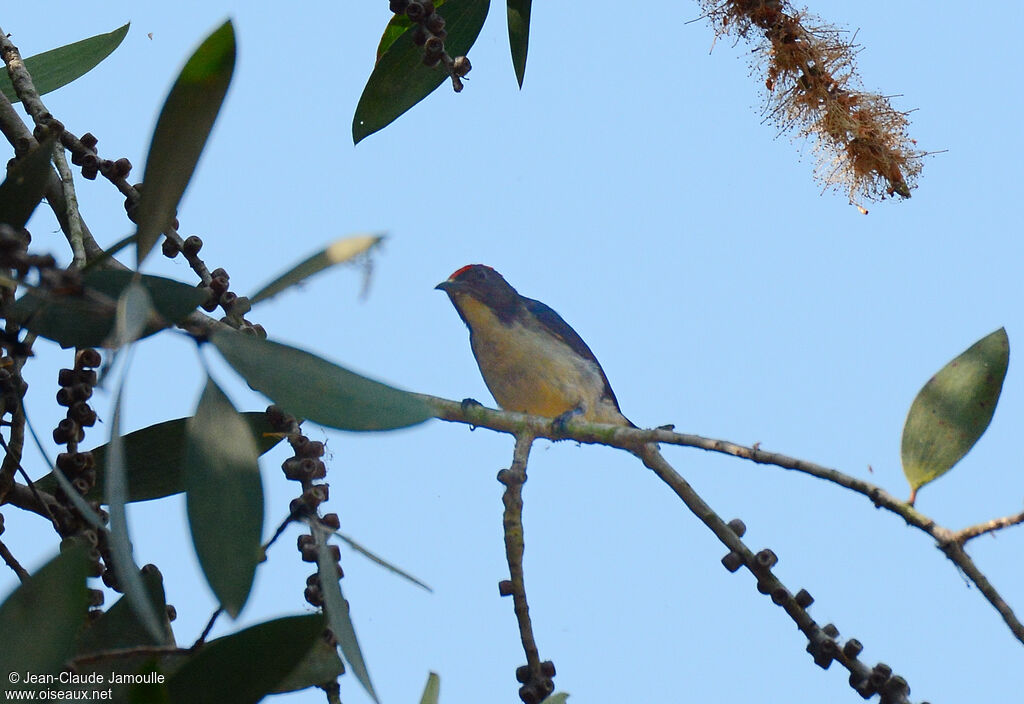 Scarlet-backed Flowerpecker male