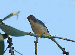 Scarlet-backed Flowerpecker