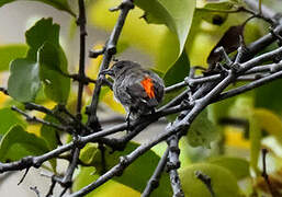 Scarlet-backed Flowerpecker