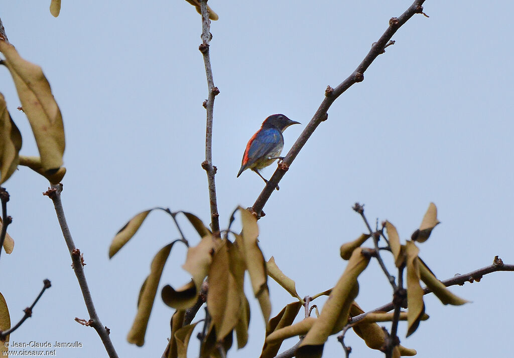 Scarlet-backed Flowerpecker male adult