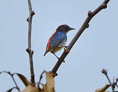 Scarlet-backed Flowerpecker