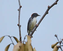 Scarlet-backed Flowerpecker