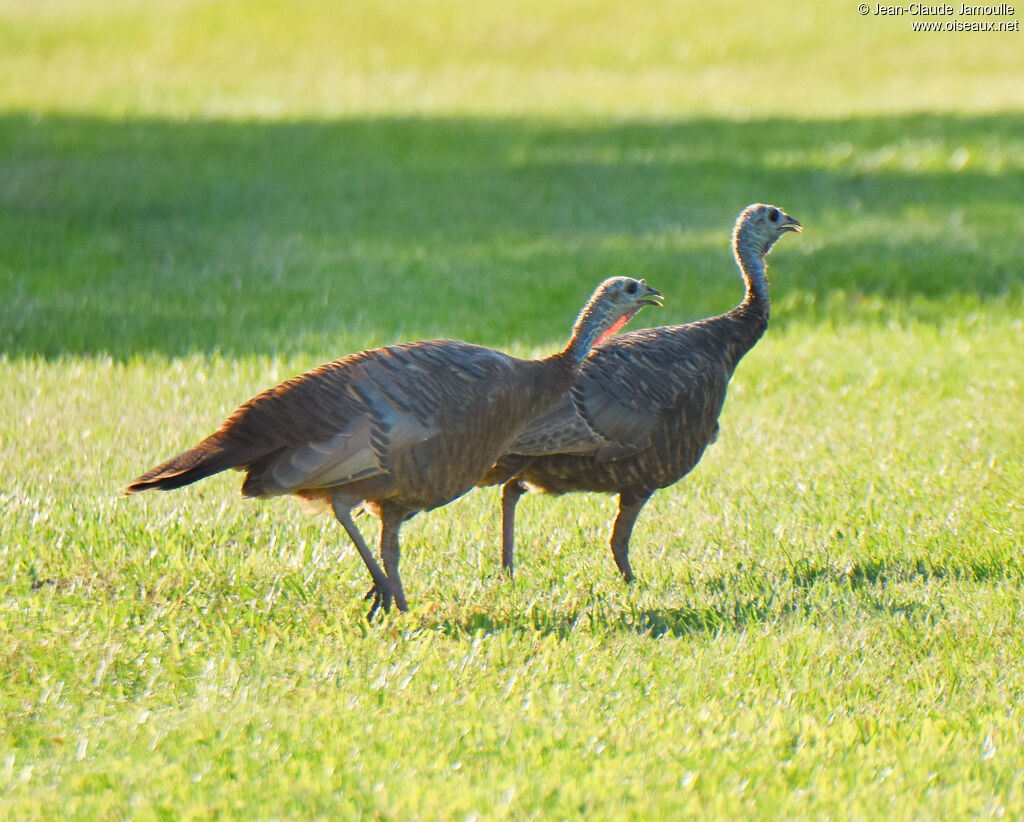 Wild Turkey