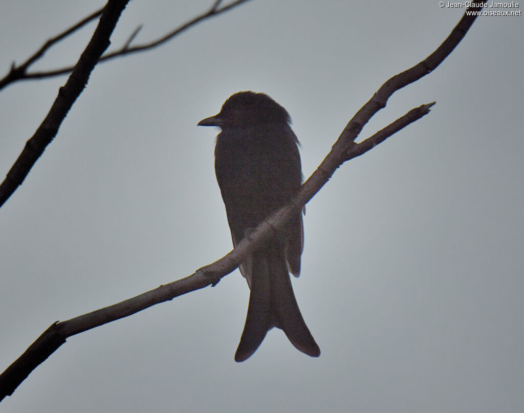 Fork-tailed Drongo