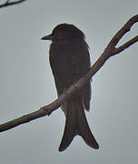 Fork-tailed Drongo