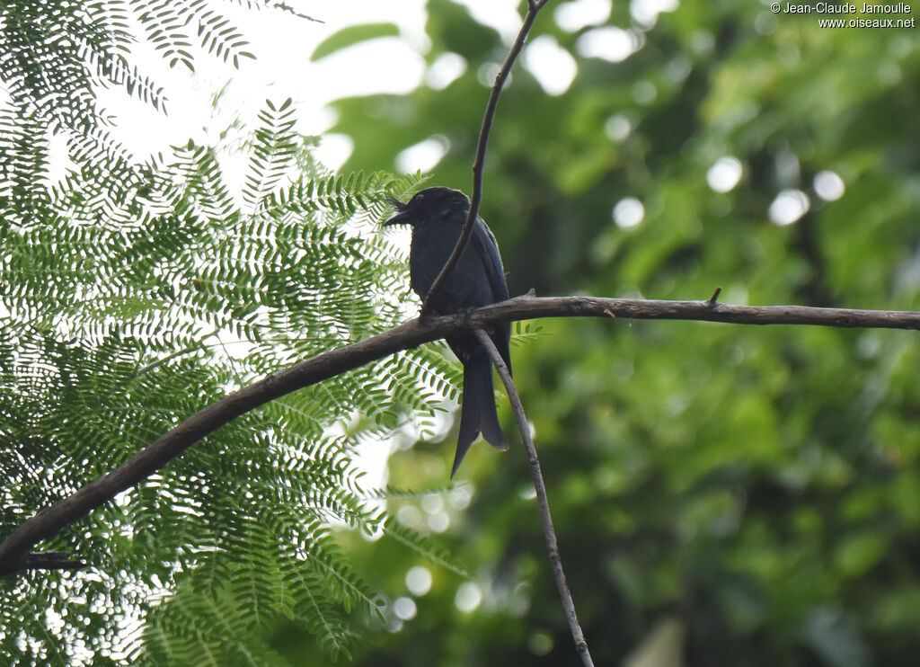 Crested Drongo