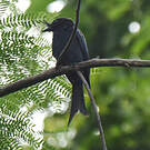 Drongo malgache