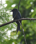 Crested Drongo