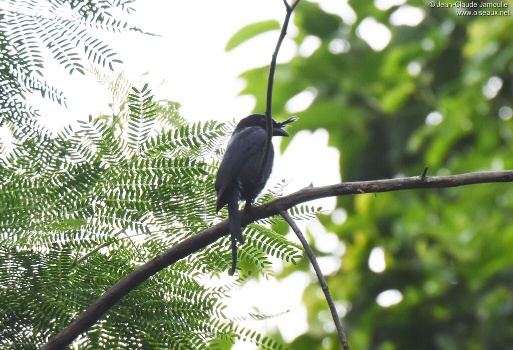 Crested Drongo