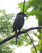 Drongo malgache