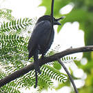 Drongo malgache