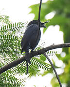 Crested Drongo