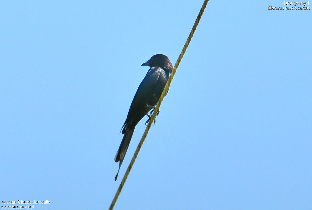 Black Drongo, Behaviour