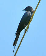 Black Drongo