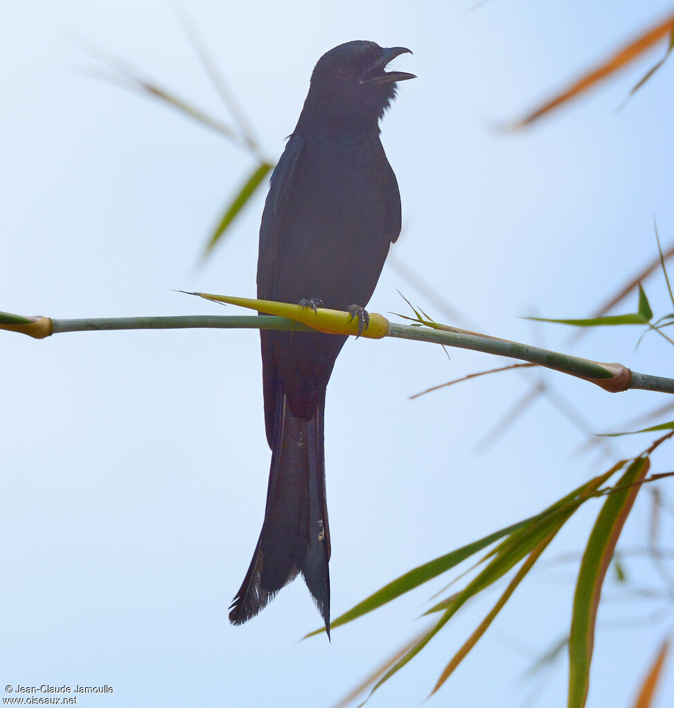 Black Drongo