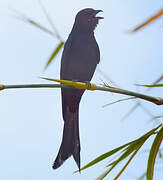 Drongo royal