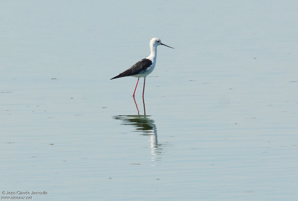 Black-winged Stilt