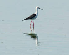 Black-winged Stilt