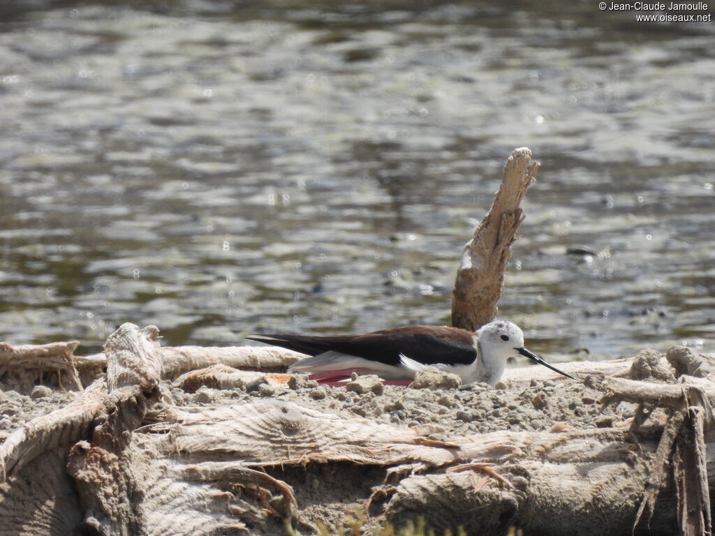 Échasse blanche