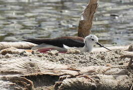 Black-winged Stilt