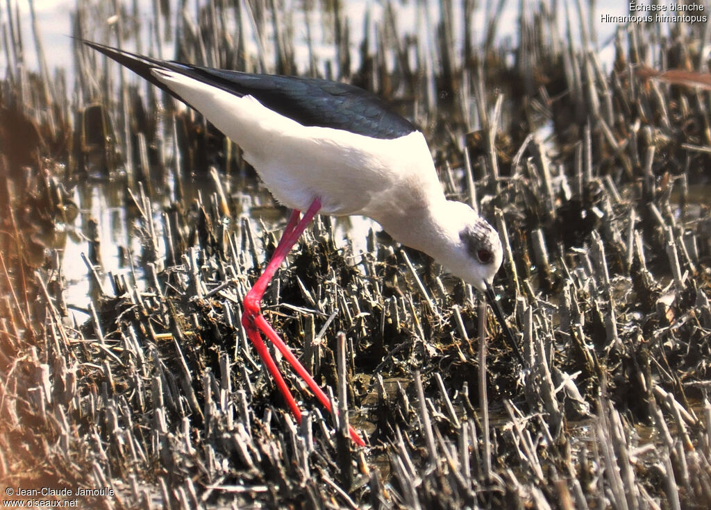 Échasse blanche, Comportement