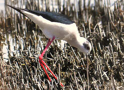 Black-winged Stilt