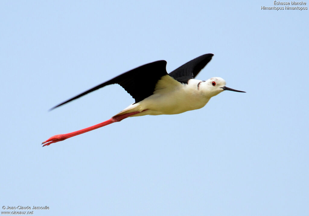 Échasse blanche, Vol