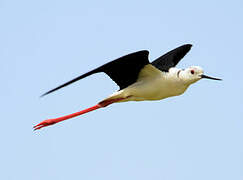 Black-winged Stilt