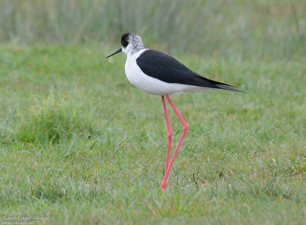 Échasse blanche