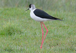 Black-winged Stilt