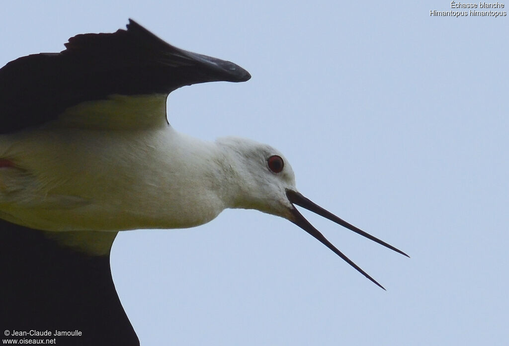 Black-winged Stilt, Flight, song