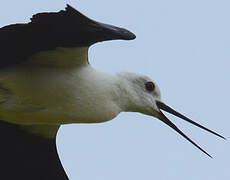 Black-winged Stilt