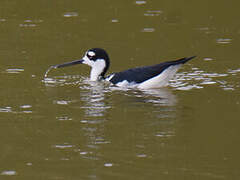 Black-necked Stilt