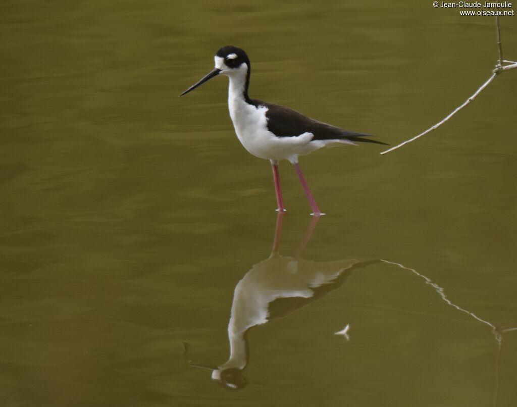 Black-necked Stilt