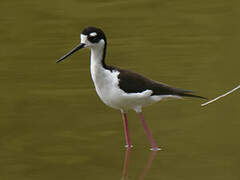 Black-necked Stilt