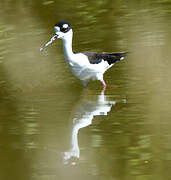 Black-necked Stilt