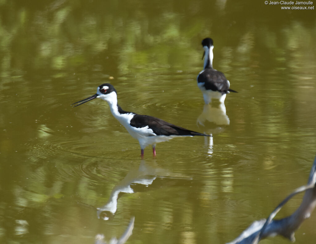 Black-necked Stilt