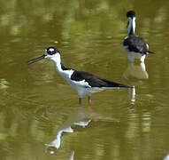 Black-necked Stilt