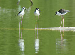 Black-necked Stilt