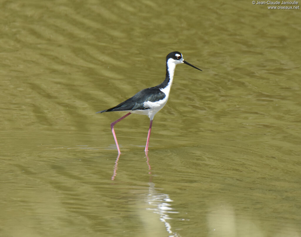 Black-necked Stilt