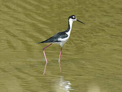 Black-necked Stilt