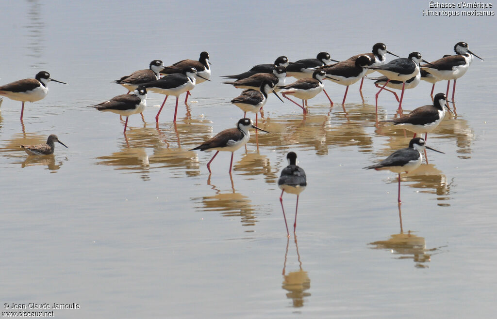 Black-necked Stilt, Behaviour