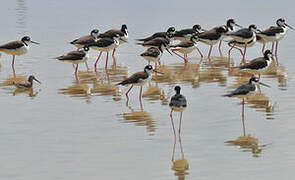 Black-necked Stilt