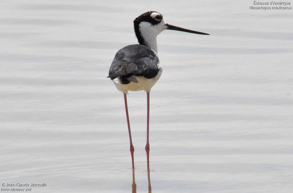 Black-necked Stilt